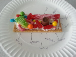 7th grade science lesson